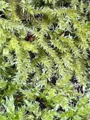 Brachythecium rutabulum