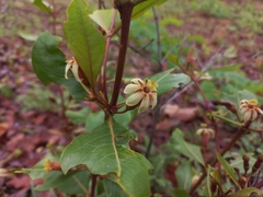 Fadogia fuchsioides