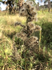 Solidago leavenworthii