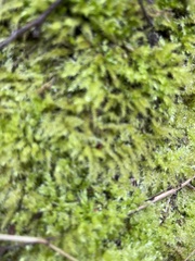 Brachythecium rutabulum