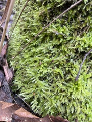 Brachythecium rutabulum