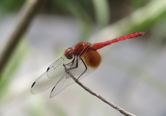 Dythemis maya