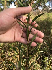 Solidago leavenworthii