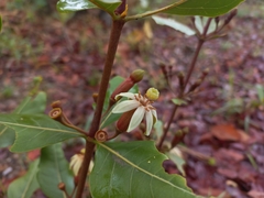 Fadogia fuchsioides