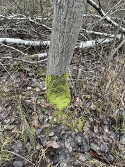 Brachythecium rutabulum