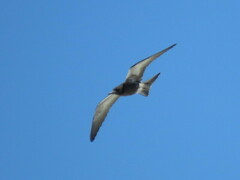 Onychoprion fuscatus