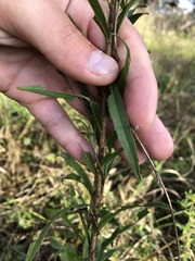 Solidago leavenworthii