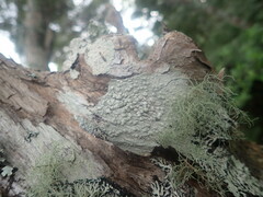 Pertusaria subplanaica