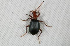 Brachinus