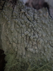 Pertusaria subplanaica