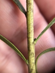 Solidago leavenworthii