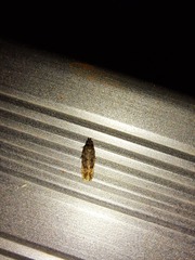 Glyphidocera juniperella