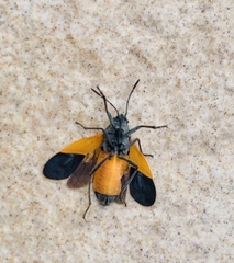 Melanopleurus bicolor