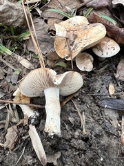 Hebeloma