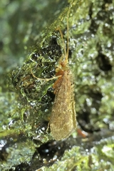 Hydrobiosidae