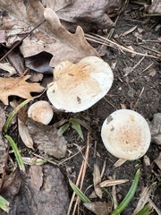 Hebeloma