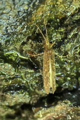 Hydrobiosidae