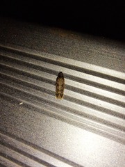 Glyphidocera juniperella