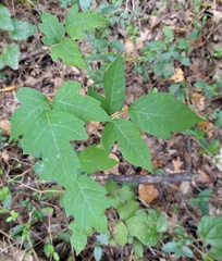 Toxicodendron radicans negundo
