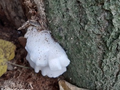 Ossicaulis lignatilis