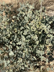 Sphaeralcea ambigua