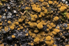 Trentepohlia