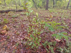 Fadogia fuchsioides