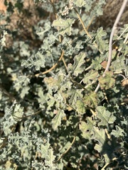 Sphaeralcea ambigua
