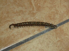 Scolopendra subspinipes