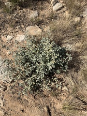 Sphaeralcea ambigua