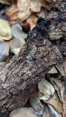 Henningsomyces candidus