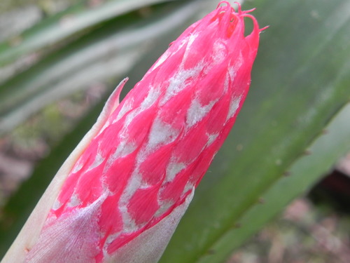 Aechmea vanhoutteana (Aechmea vanhoutteana)