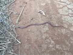 Aparallactus capensis