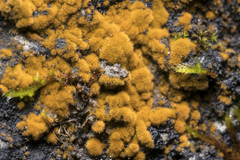 Trentepohlia
