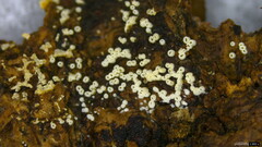 Henningsomyces candidus