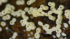 Henningsomyces candidus