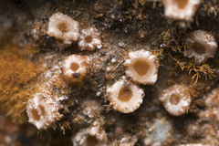 Gyalectaceae