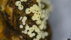 Henningsomyces candidus