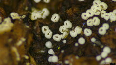 Henningsomyces candidus