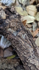 Henningsomyces candidus