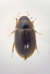 Enochrus hamiltoni