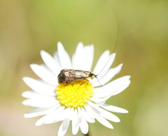 Adelidae