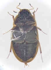 Enochrus hamiltoni