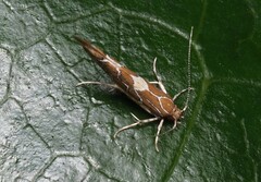 Pyroderces apparitella