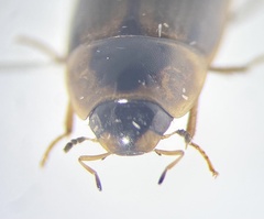 Enochrus hamiltoni