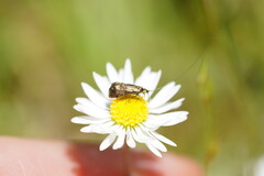 Adelidae