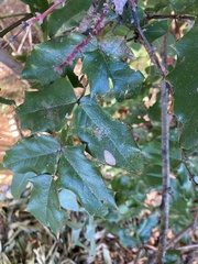 Berberis aquifolium
