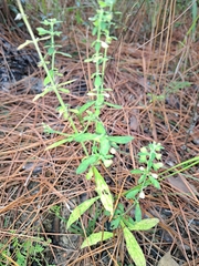 Scutellaria integrifolia