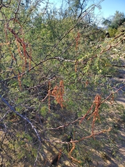 Vachellia constricta