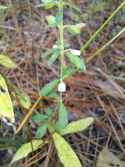 Scutellaria integrifolia